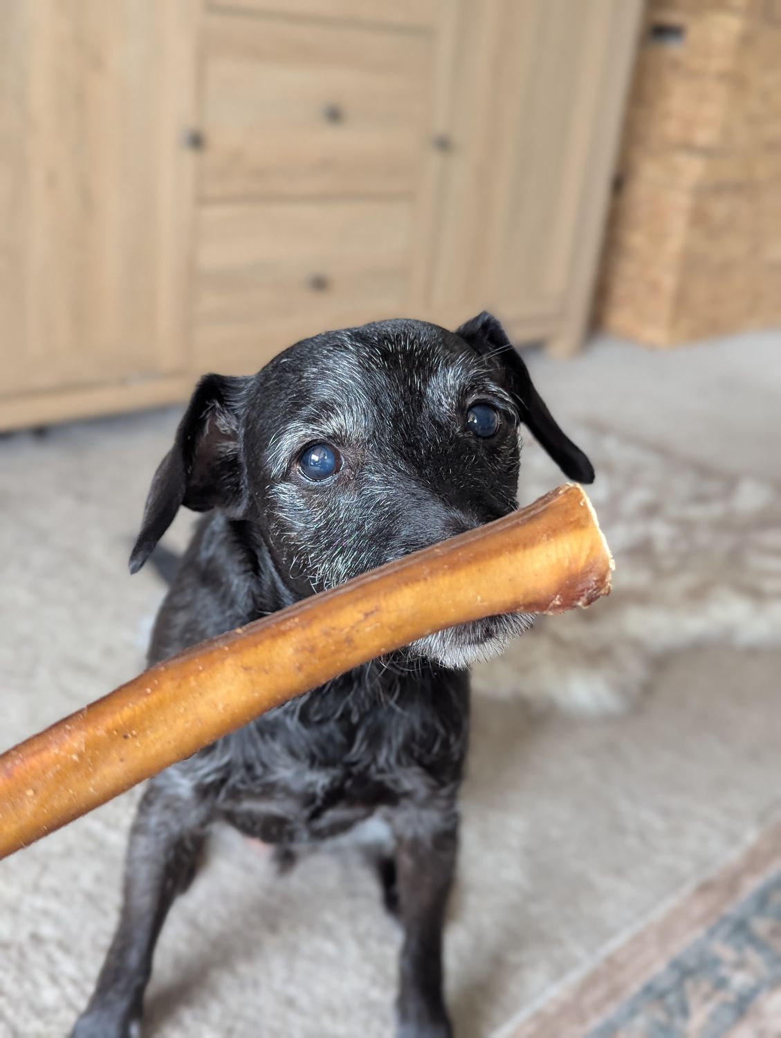 Bully Sticks 24cm