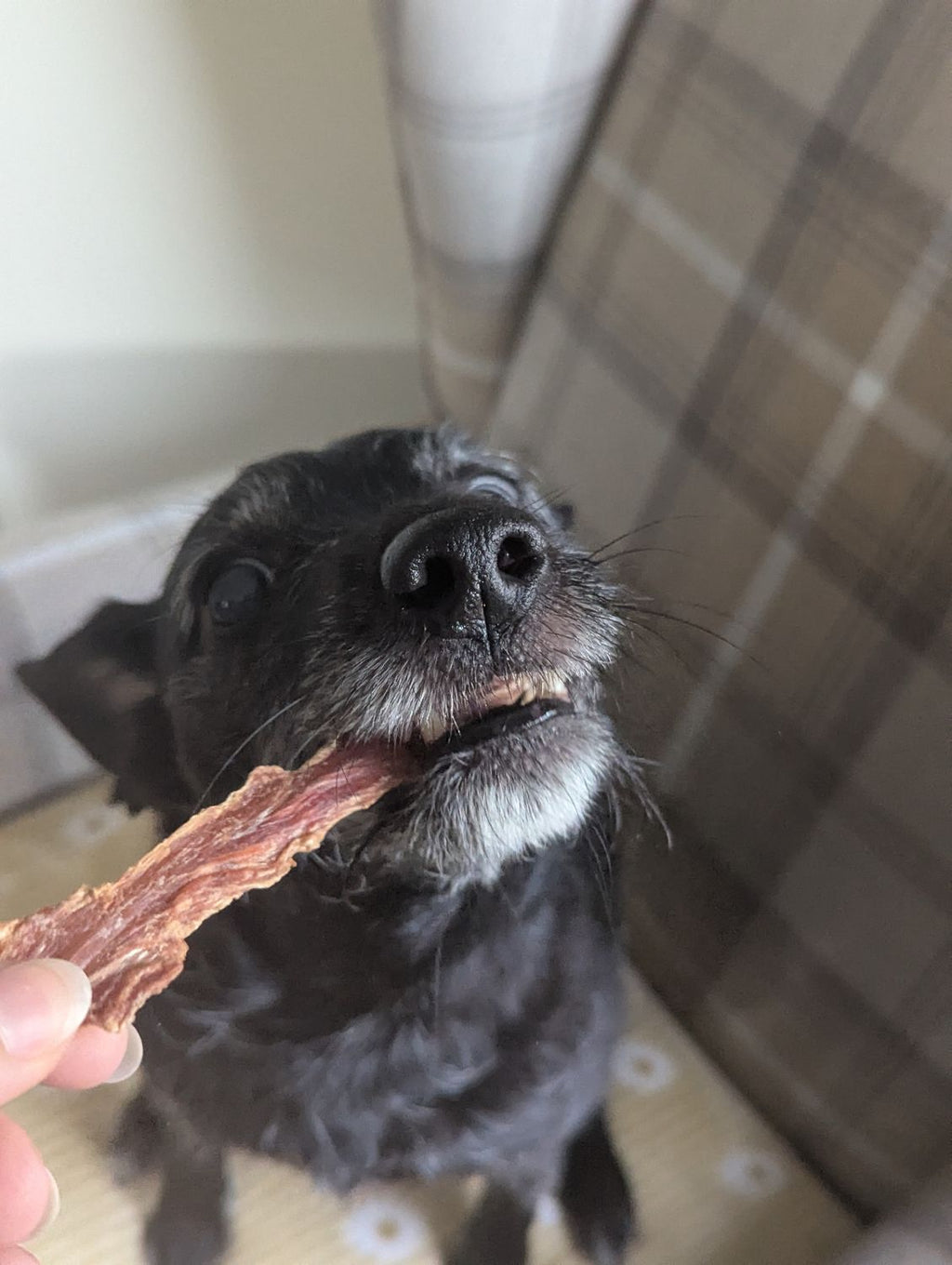 Duck Jerky