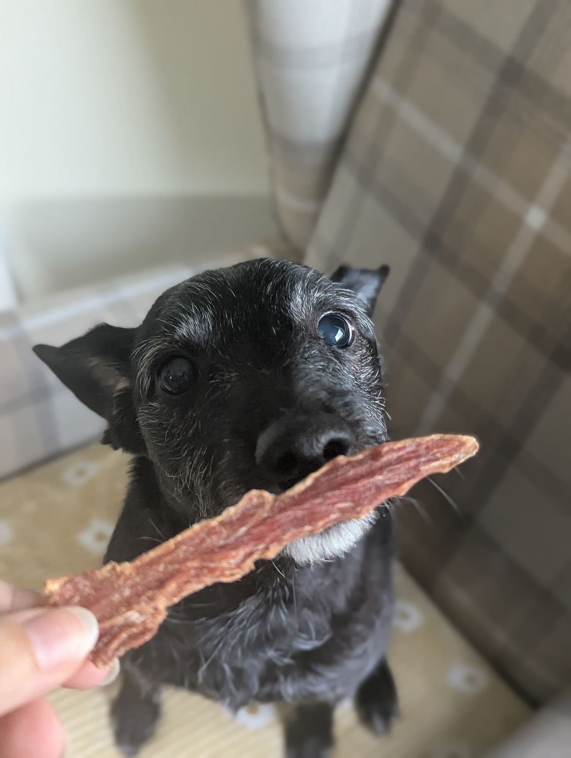 Duck Jerky