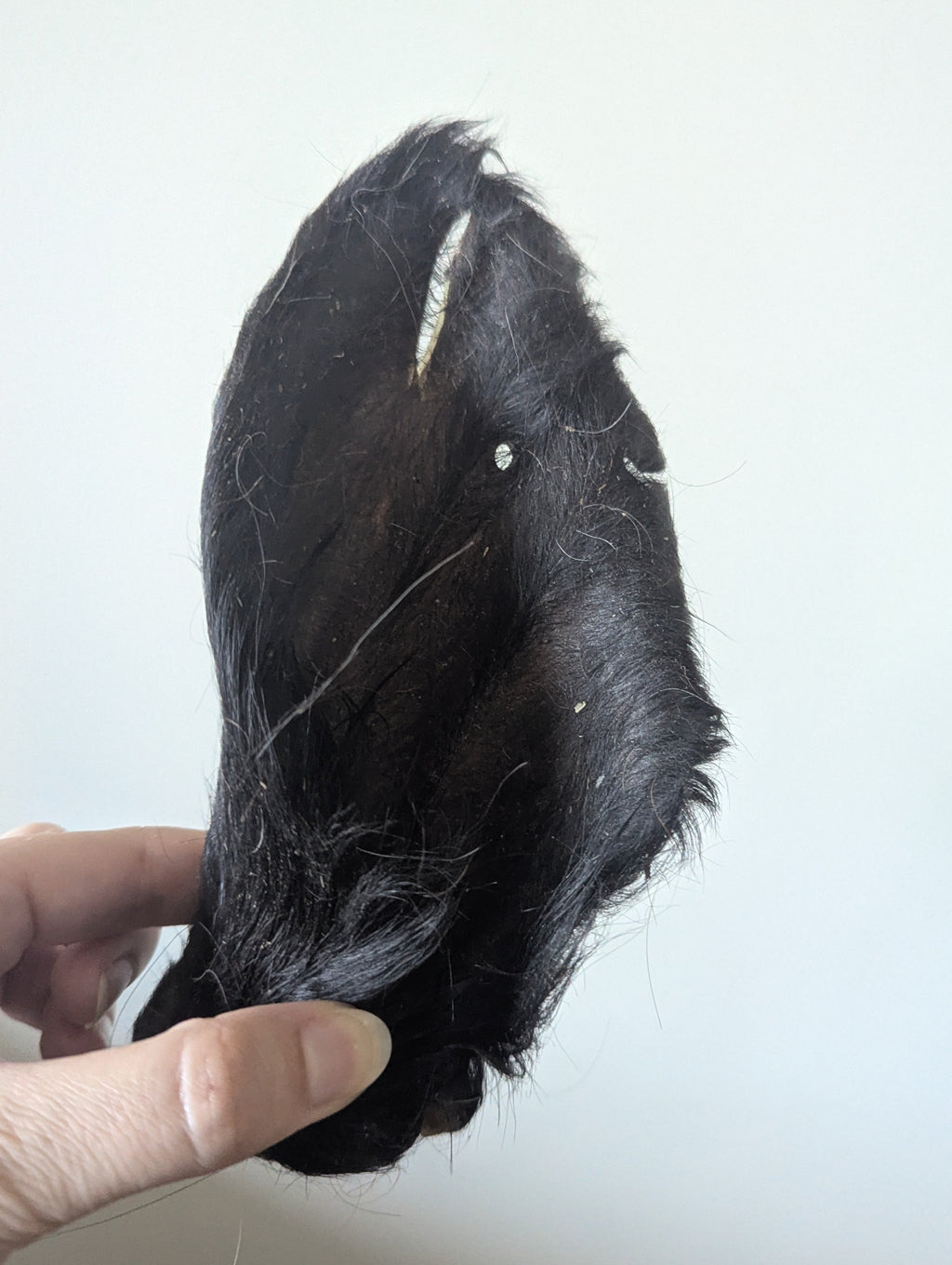 Hairy Cow Ears