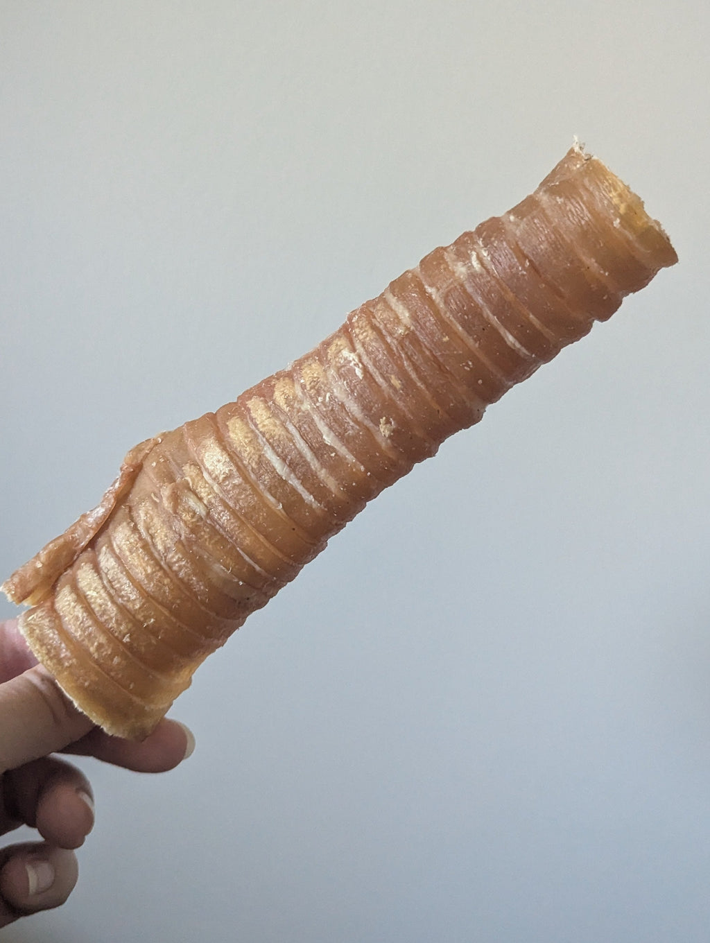 Beef Trachea 12–15cm