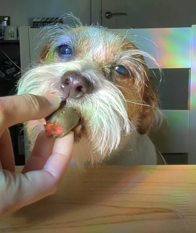 Strawberries dipped in Doggy Choc