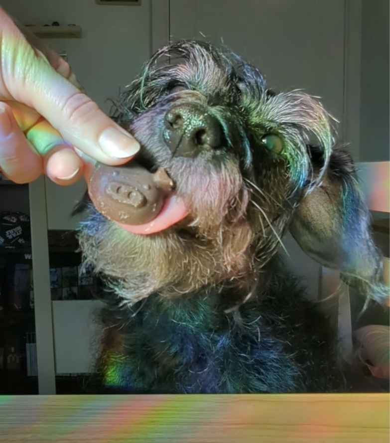 Pawcy Pigs Doggy Choc