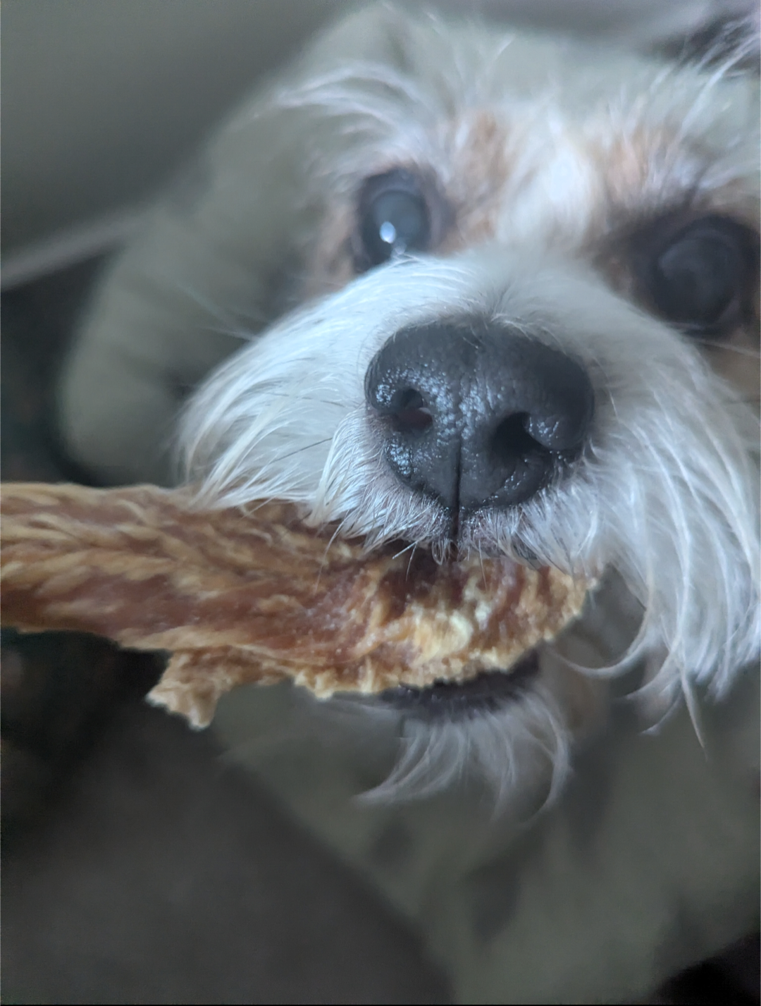 Chicken Jerky
