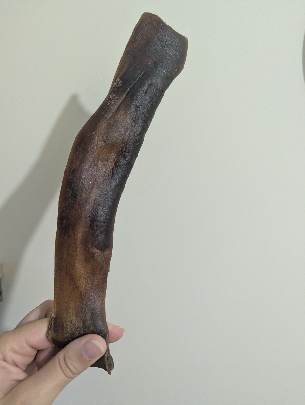 Large Camel Skin