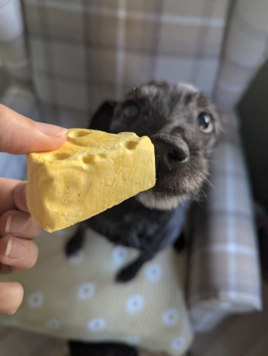 Freeze Dried Cheese Chunk