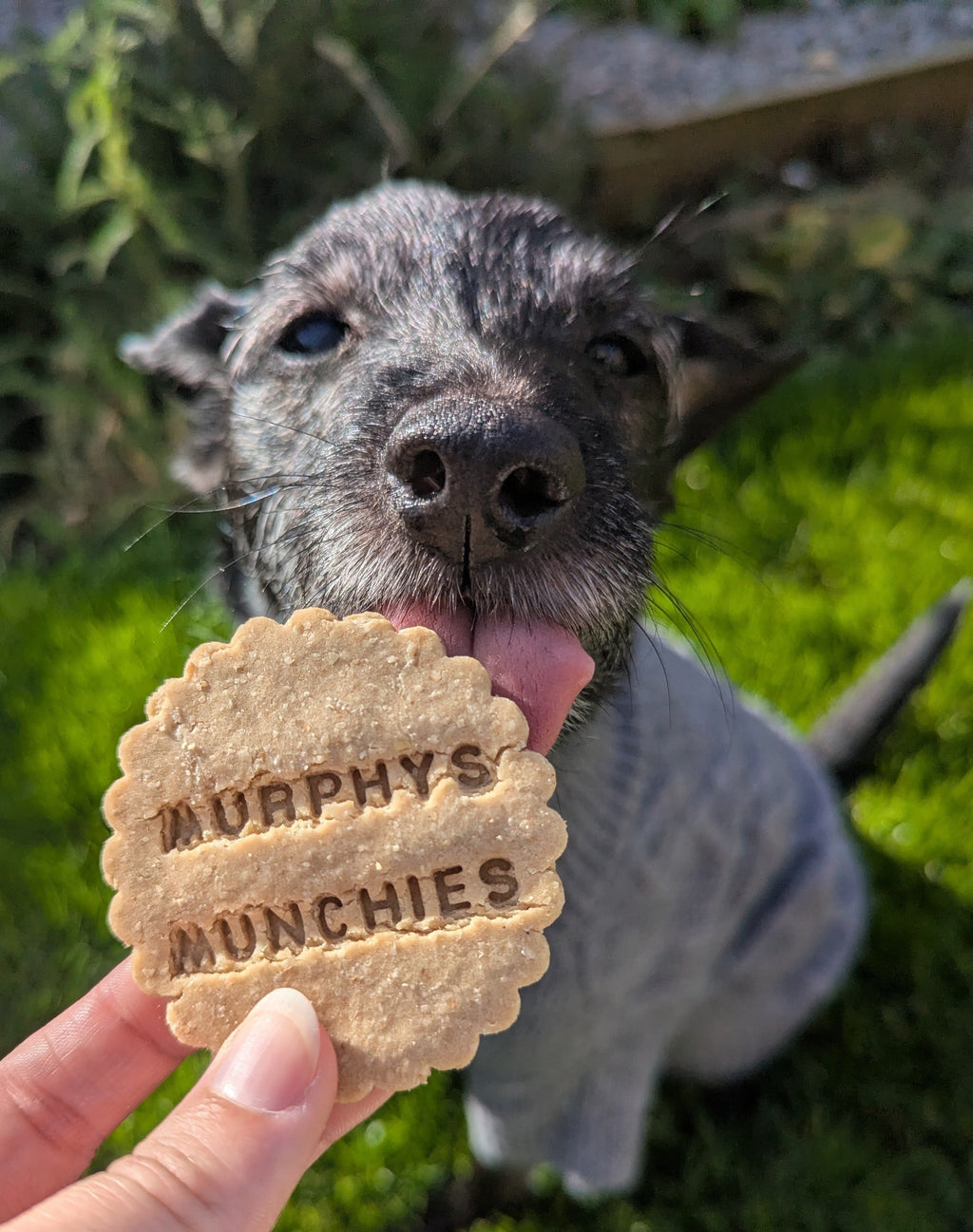 Murphy's Munchies Biscuit