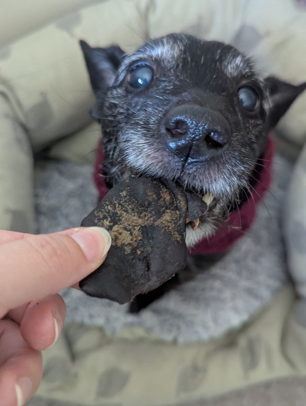 Dried Turkey Liver